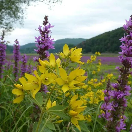 In Obernburg Am Edersee *