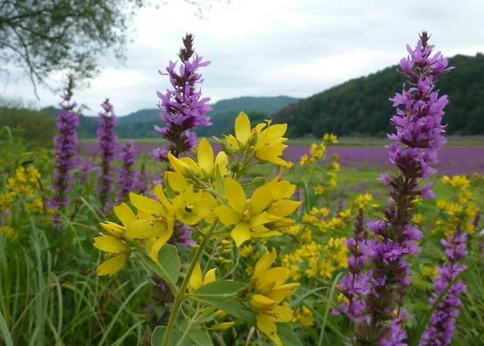 In Obernburg Am Edersee *